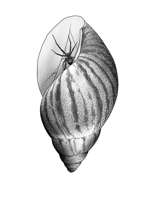 Volute Shell and Widow