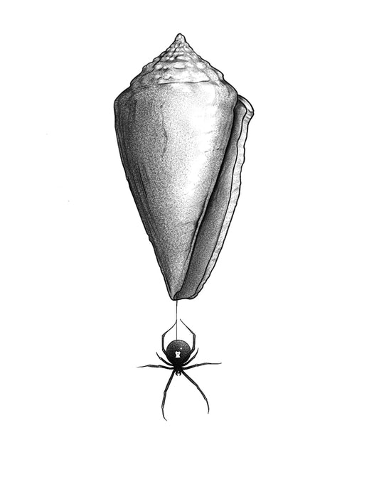 Conus Shell and Widow