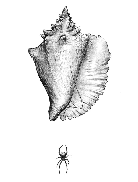 Conch Shell and Widow