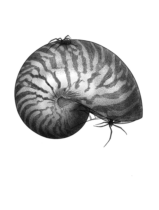 Chambered Nautilus Shell and Widows